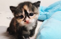 고양이 무료 분양합니다!!~~ 책임 잇는분 찾아요!!. 송파구