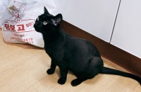 코숏 무료분양해요