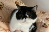 고양이 두마리 분양합니다.