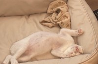 두달된 아깽이 분양합니다