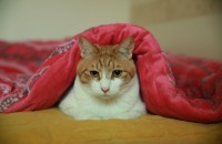 사람손에 길 잘들여진 고양이 두마리 보냅니다...