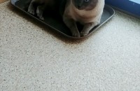 샴고양이 (여자)3살