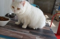 스코티쉬 스트레이트여아 3살무료분양합니당!