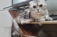 스코티쉬폴드 분양보냅니다...