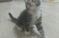 애기냥분양해요