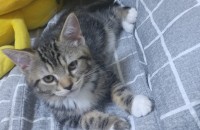 2달된 아이 분양해요