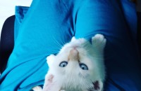 화이트코숏 활달하고 노는것 좋아하는 냥이예요. 푸른눈을 가졌어요.