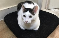 코숏 5살 3살 무료분양합니다