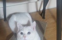 인천) 11개월 숫컷 중성화O 브리티쉬 숏헤어