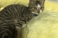 3개월된 코리안숏헤어 아기고양이 분양합니다~