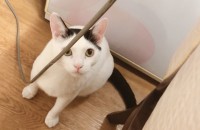 고양이 무료 분양합니다