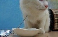 터키쉬앙고라순종