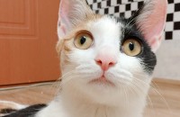 코숏 8개월 무료분양합니다