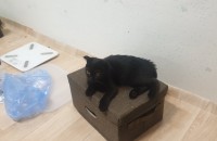 1년된 폴드 네로 여자 분양합니다