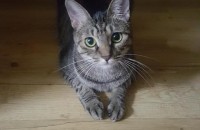 여아/코숏/중성화완료