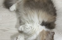 개인사정으로 먼치킨숏헤어 고양이 분양합니다.