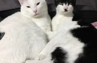 고양이 두마리 입양보내요