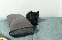 (서울)3개월된 까망이 무료 분양합니다