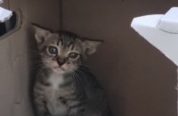 아기냥이분양합니다