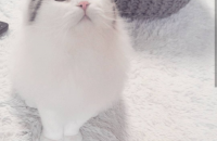 스코티쉬폴드 무료분양합니다