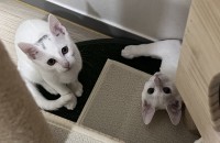 새하얀 아기냥이 김붙은 정수리가 매력적인 아깽이 가족이 되어주세요