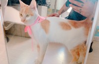 (인천) 암컷 숏컷고양이 무료분양 해요.