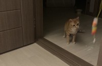 치즈 개냥이 무료분양