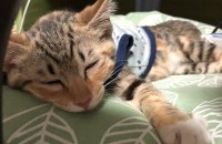 (포항,경주) 순둥이 어린이 고양이 분양합니당