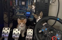 새끼 고양이 무료분양 (세마리)