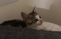 3개월 중성화x 코리안숏헤어고양이입니다 (부산)