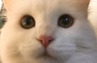 터앙 5개월 암컷 분양 보내요!중성화X