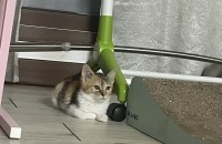 아기고양이 집사를 찾습니다! (무료분양)