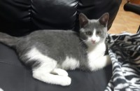 이뿐고양이 무료분양해요