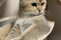 브숏 남아 무료 분양