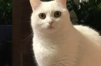 먼치킨 롱레그 무료분양합니다