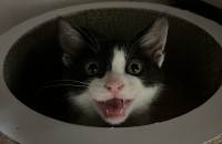 5개월 검정 턱시도 코숏고양이 분양보내요~