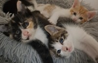 아기고양이의 따뜻한 가족을 기다리고있어요