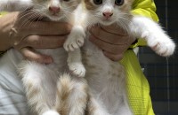 3개월된 아기고양이 무료분양