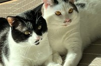 멋진 고양이 형제 분양보냅니다.