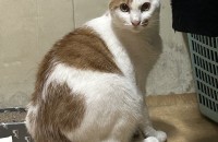 천안/ 치즈고양이 분양