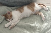 렉돌코숏 2개월 남아 분양합니다