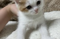 렉돌코숏믹스 2개월 아깽이 무료분양합니당