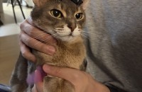 아비시니안 미묘 고양이