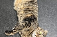 스코티시폴드 믹스묘 여아 분양 합니다.