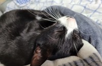 천안 예방접종, 중성화수술 완료된 고양이 무료분양