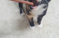 인천 6개월된 암컷고양이 분양합니다