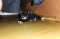 새끼고양이 분양합니다.