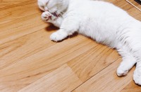 먼치킨숏레그 2살 여아 분양합니다.