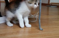 길냥이 분양할려구요~