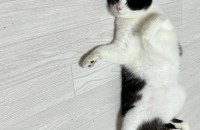 고양이 무료분양